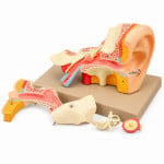 Human Ear-5 Parts